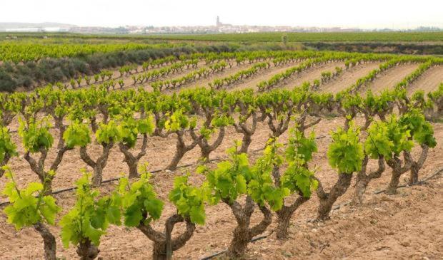 Casa Rural Ardetxal A 16Km De Logrono Y Laguardia Vinaspre Luaran gambar